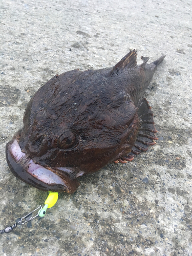 カジカの釣果