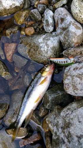 ウグイの釣果