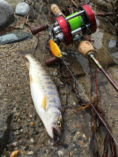 ヤマメの釣果