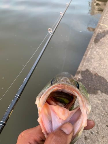 ラージマウスバスの釣果