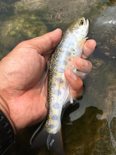 ヤマメの釣果