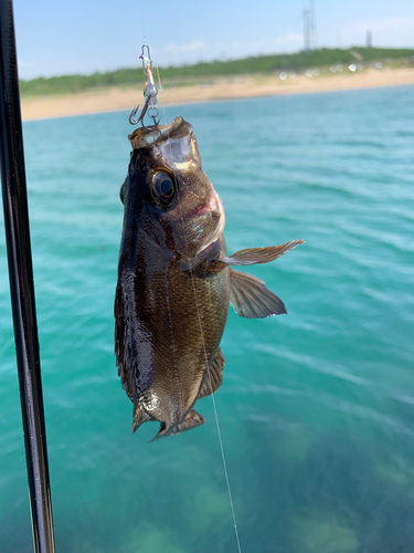 クロメバルの釣果