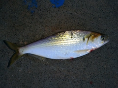 コノシロの釣果