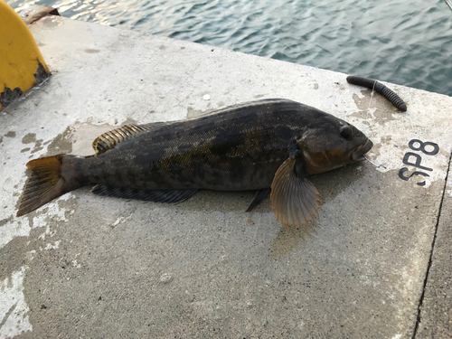 アイナメの釣果