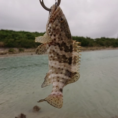 マダラハタの釣果