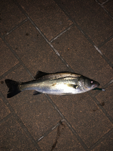 セイゴ（マルスズキ）の釣果