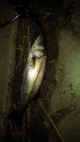 セイゴ（マルスズキ）の釣果