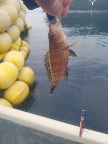 オオモンハタの釣果