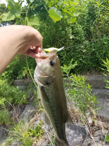 ブラックバスの釣果