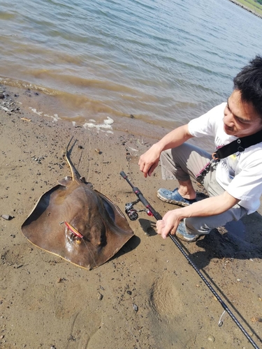 アカエイの釣果