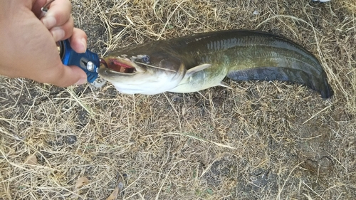 ナマズの釣果