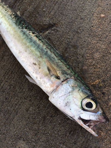 サバの釣果