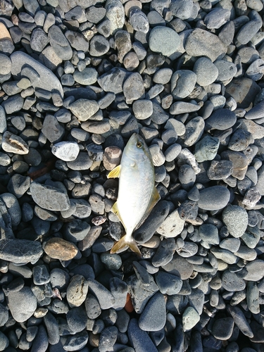 ショゴの釣果