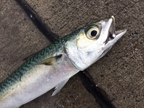 サバの釣果