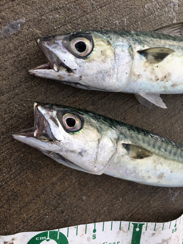 サバの釣果