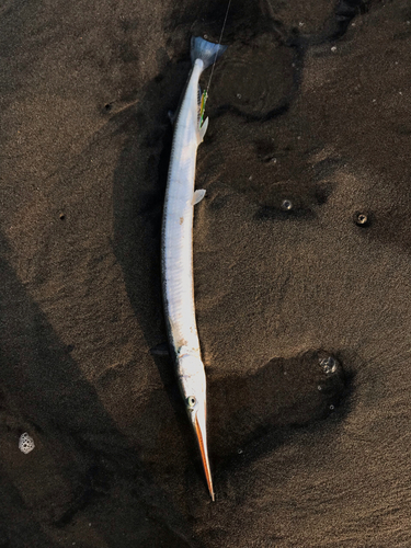 ダツの釣果