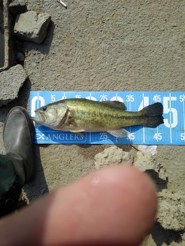 ブラックバスの釣果