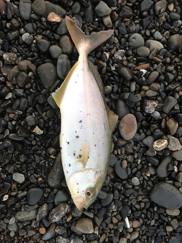 ショゴの釣果