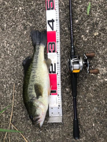 ブラックバスの釣果