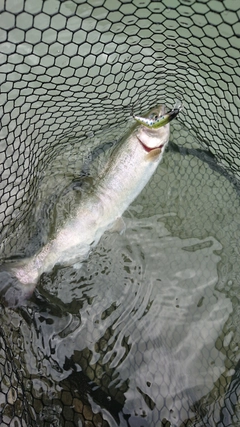 ニジマスの釣果