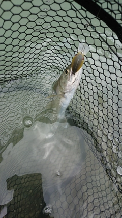 ヤマメの釣果