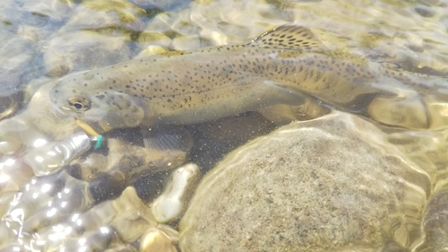 ニジマスの釣果