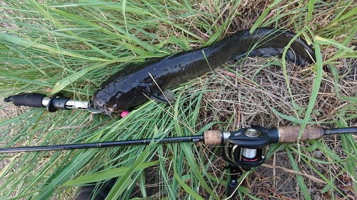 ナマズの釣果