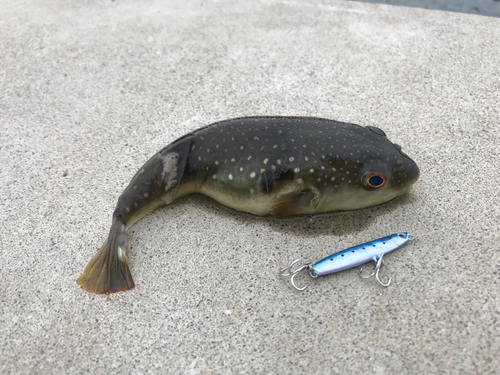 クサフグの釣果