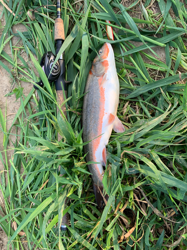 ウグイの釣果