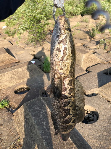 ライギョの釣果