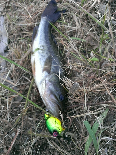 ブラックバスの釣果