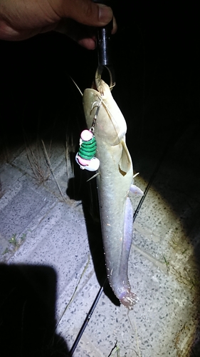 ナマズの釣果