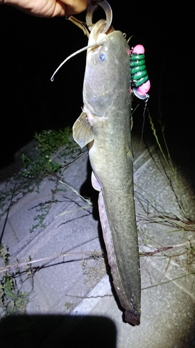 ナマズの釣果