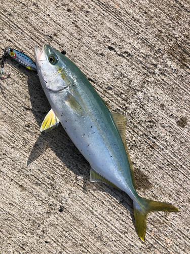 ワカシの釣果