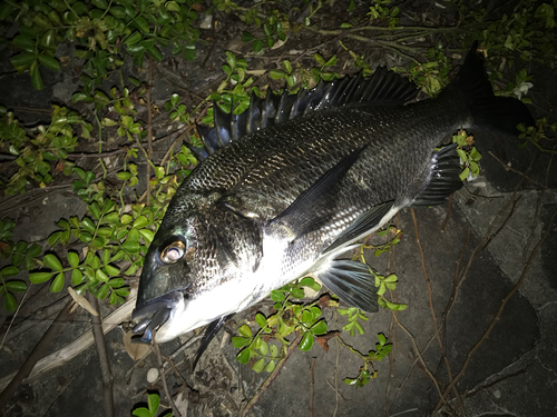 クロダイの釣果