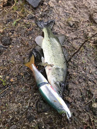 ブラックバスの釣果