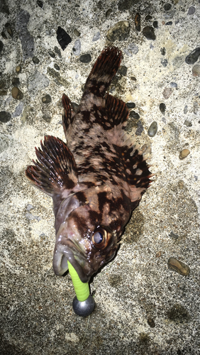 ソイの釣果