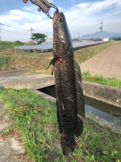 カムルチーの釣果