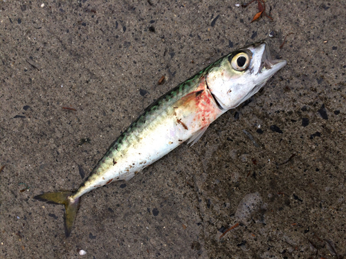 サバの釣果