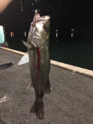 マルスズキの釣果