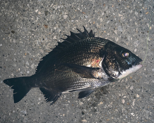 チヌの釣果