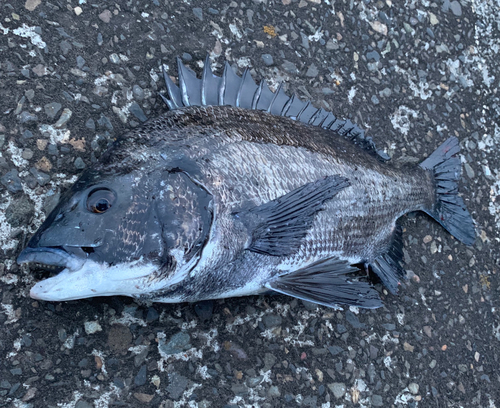 チヌの釣果