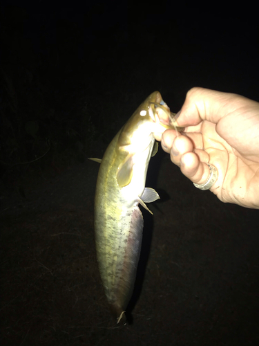 ナマズの釣果