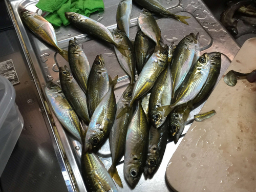 アジの釣果