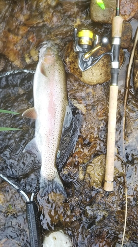 ニジマスの釣果