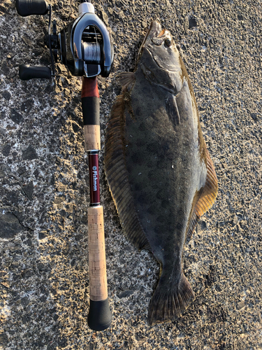 ヒラメの釣果