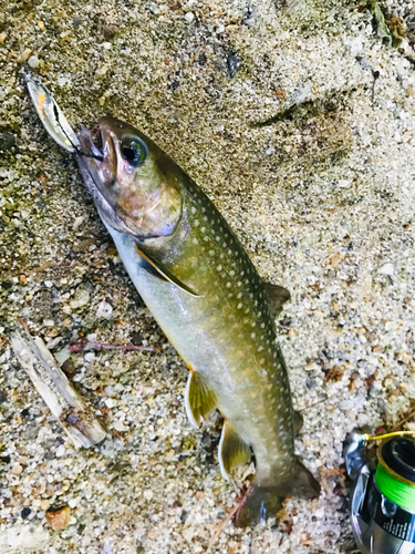 イワナの釣果