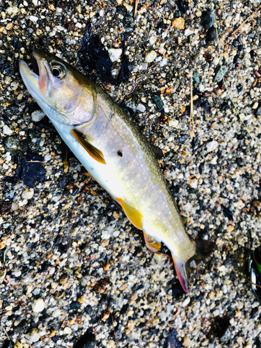 イワナの釣果