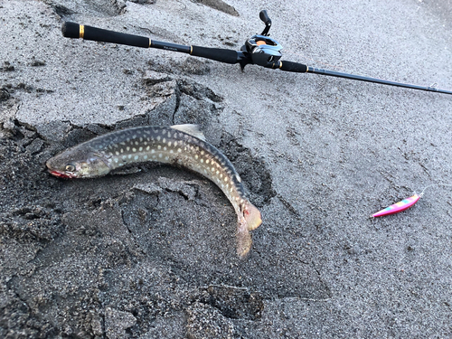 アメマスの釣果