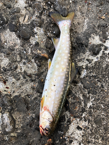 アメマスの釣果